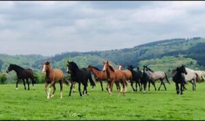 Reitanlage Hufenstuhl